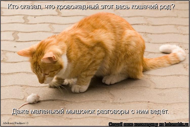 Котоматрица: Кто сказал, что кровожадный этот весь кошачий род? Даже маленький мышонок разговоры с ним ведёт.