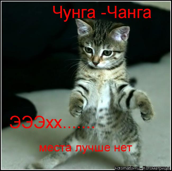 Котоматрица: Чунга -Чанга ЭЭЭхх....... места лучше нет