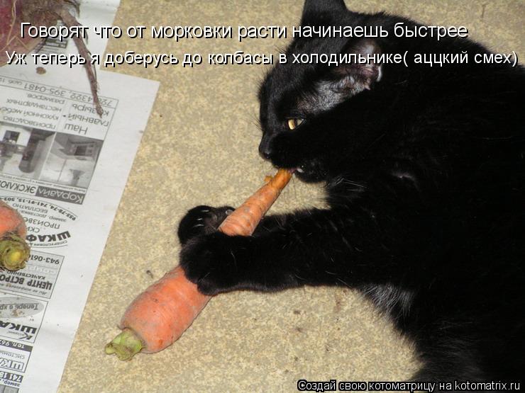 Котоматрица: Говорят что от морковки расти начинаешь быстрее Уж теперь я доберусь до колбасы в холодильнике( aццкий смех)