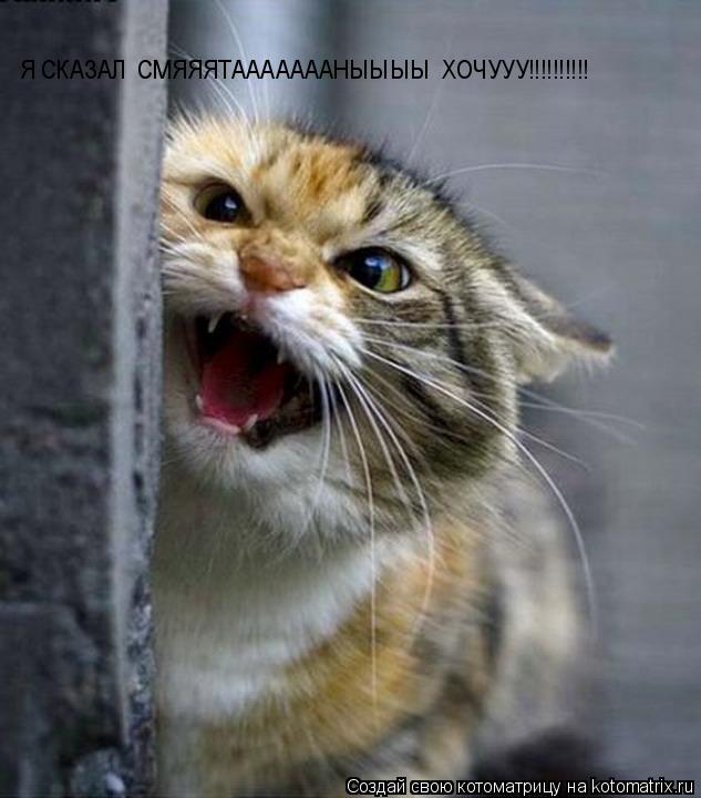 Котоматрица: Я СКАЗАЛ  СМЯЯЯТАААААААНЫЫЫЫ  ХОЧУУУ!!!!!!!!!!