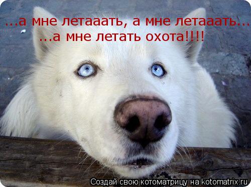 Котоматрица: ...а мне летааать, а мне летааать.... ...а мне летать охота!!!!