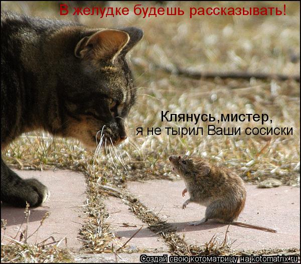 Котоматрица: Клянусь,мистер,  я не тырил Ваши сосиски В желудке будешь рассказывать!