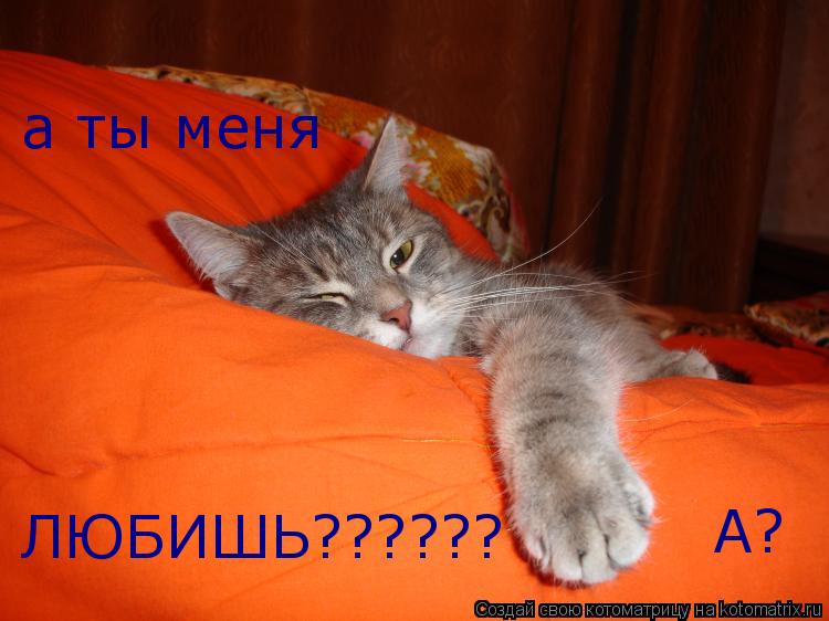 Котоматрица: а ты меня  ЛЮБИШЬ?????? А?