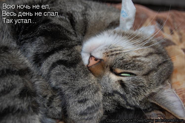 Котоматрица: Всю ночь не ел, Весь день не спал, Так устал...