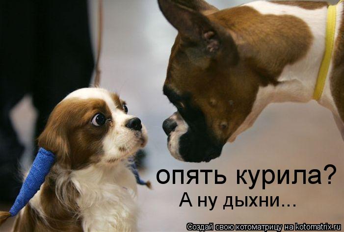 Котоматрица: опять курила? А ну дыхни...