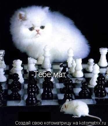 -Тебе мат... Котоматрица: -Тебе мат