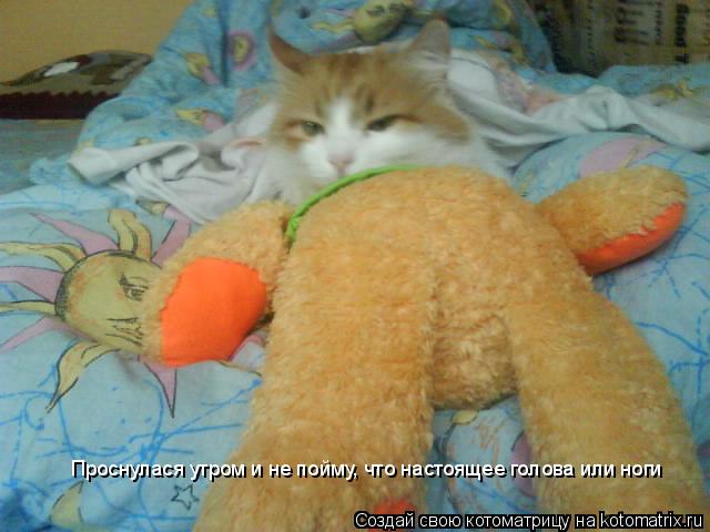 Котоматрица: Проснулася утром и не пойму, что настоящее голова или ноги