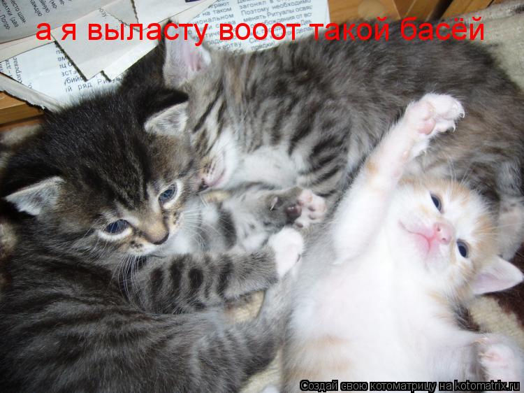 Котоматрица: а я выласту вооот такой басёй