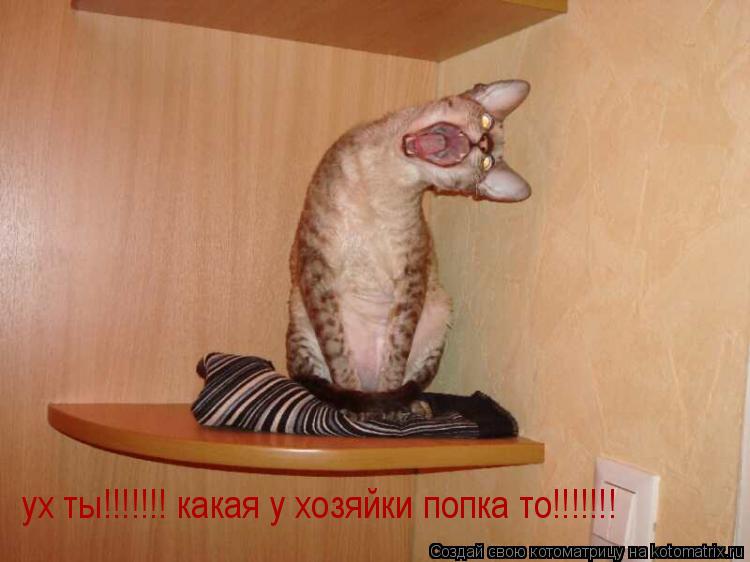 ух ты!!!!!!! какая у хозяйки попка то!!!!!!!... Котоматрица: ух ты!!!!!!! какая у хозяйки попка то!!!!!!!