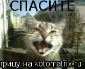 СПАСИТЕ... Котоматрица: СПАСИТЕ