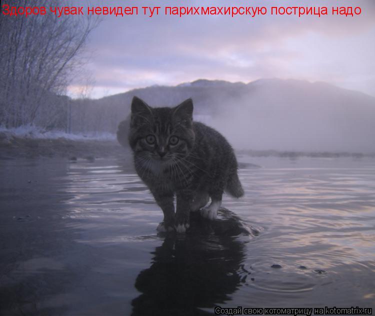 Котоматрица: Здоров чувак невидел тут парихмахирскую пострица надо