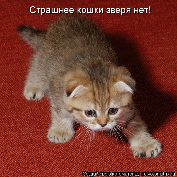 Котоматрица: Страшнее кошки зверя нет!