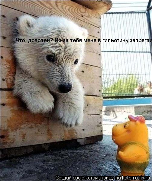 Котоматрица: Что, доволен? Из-за тебя меня в гильотину запрягли!