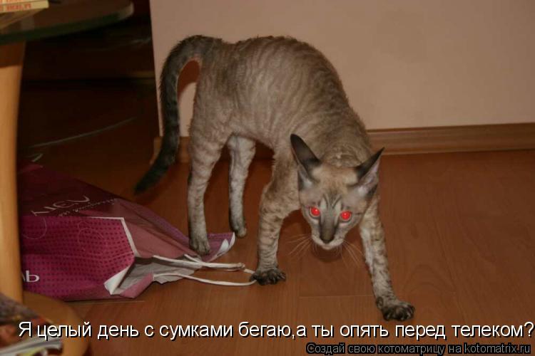 Котоматрица: Я целый день с сумками бегаю,а ты опять перед телеком?!!!