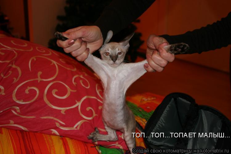 Котоматрица: ТОП...ТОП...ТОПАЕТ МАЛЫШ...