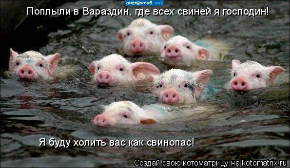 Котоматрица: Поплыли в Вараздин, где всех свиней я господин! Я буду холить вас как свинопас!