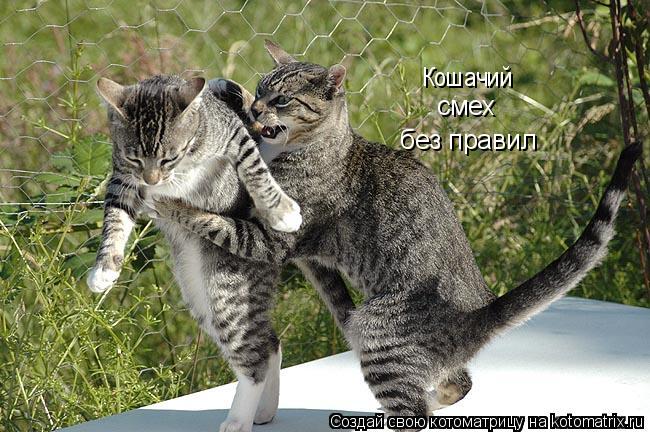 Котоматрица: Кошачий Кошачий смех   без правил