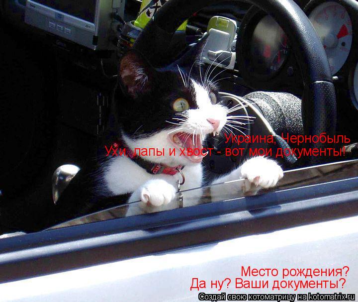 Котоматрица: Место рождения? Украина, Чернобыль Да ну? Ваши документы? Ухи, лапы и хвост - вот мои документы!