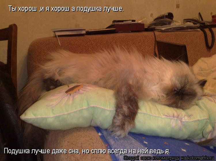 Котоматрица: Ты хорош ,и я хорош а подушка лучше. Подушка лучше даже сна, но сплю всегда на ней ведь я.