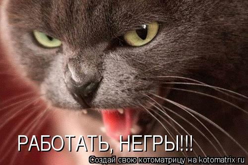 Котоматрица: РАБОТАТЬ, НЕГРЫ!!!