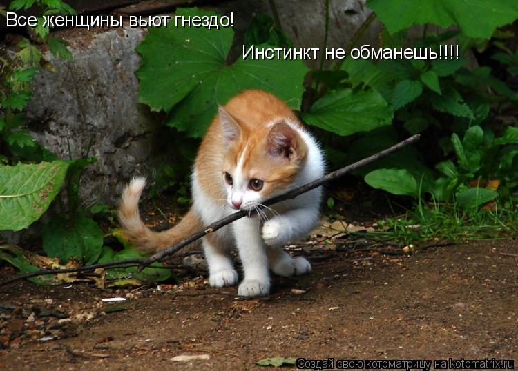 Все женщины вьют гнездо! Инстинкт не обманешь!!!!... Котоматрица: Все женщины вьют гнездо! Инстинкт не обманешь!!!!
