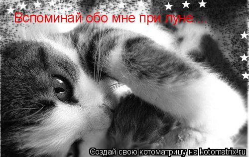 Котоматрица: Вспоминай обо мне при луне....