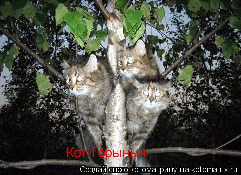 Котоматрица: Кот-Горыныч