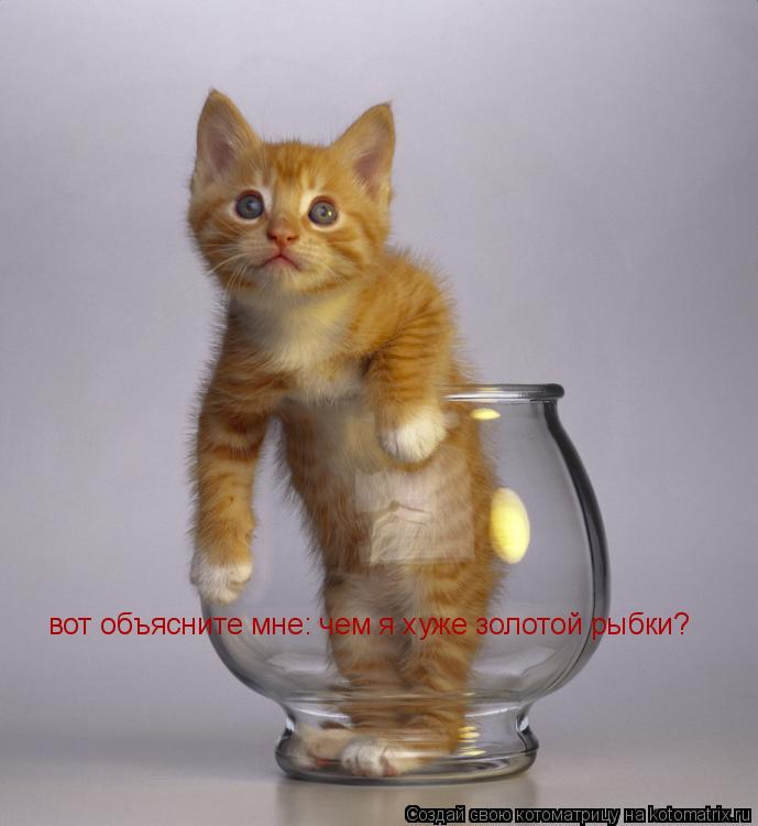 Котоматрица: вот объясните мне: чем я хуже золотой рыбки?