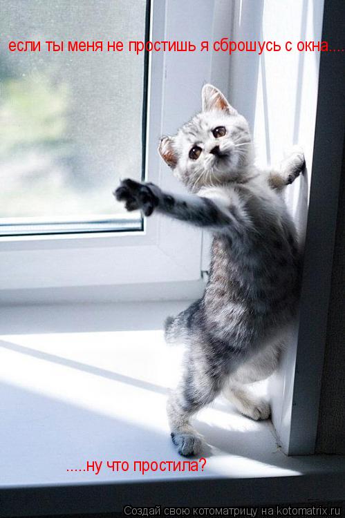 Котоматрица: если ты меня не простишь я сброшусь с окна..... .....ну что простила?