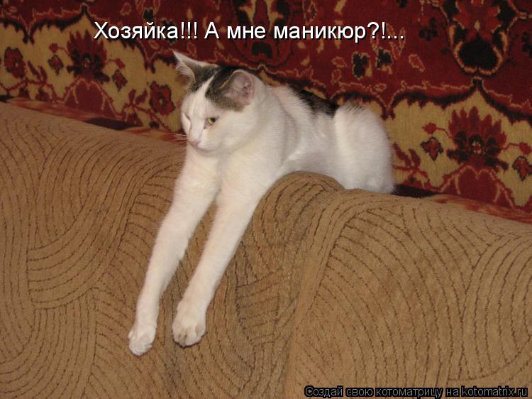 Хозяйка!!! А мне маникюр?!...... Котоматрица: Хозяйка!!! А мне маникюр?!...