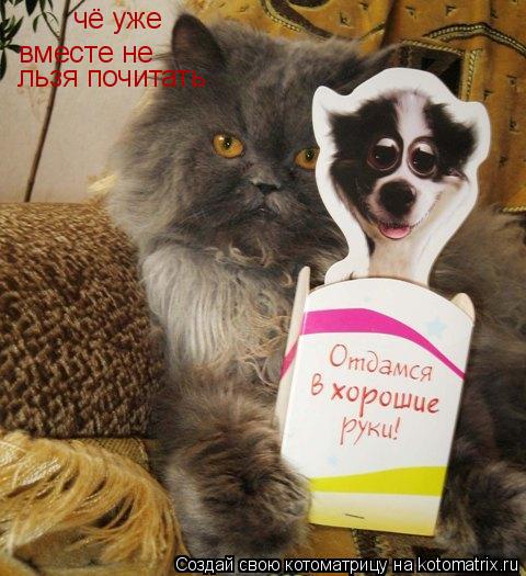 Котоматрица: чё уже вместе не  льзя почитать