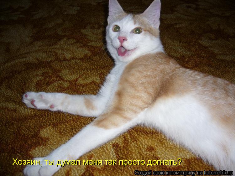 Котоматрица: Хозяин, ты думал меня так просто догнать?