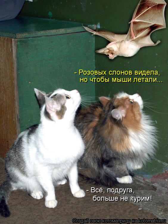 - Всё, подруга, больше не курим! но чтобы мыши летали... - Розовых слонов видела,... Котоматрица: - Всё, подруга, больше не курим! но чтобы мыши летали... - Розовых слонов видела,