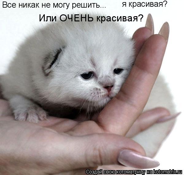 Котоматрица: Все никак не могу решить... я красивая? Или ОЧЕНЬ красивая?