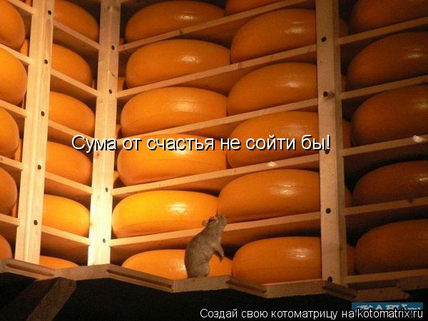 Котоматрица: Сума от счастья не сойти бы!