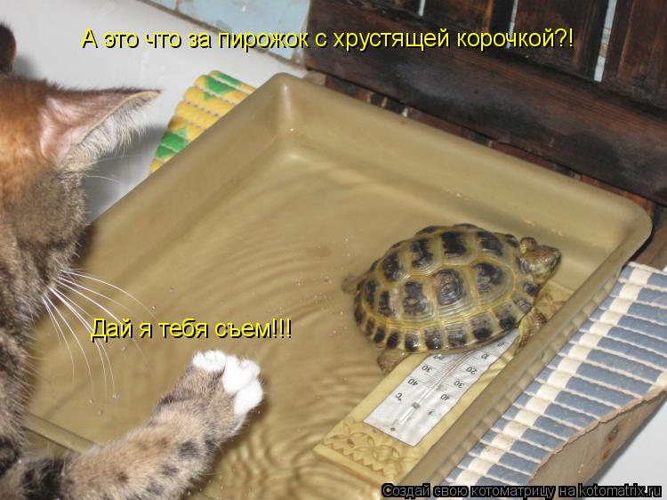 А это что за пирожок с хрустящей корочкой?! Дай я тебя съем!!!... Котоматрица: А это что за пирожок с хрустящей корочкой?! Дай я тебя съем!!!
