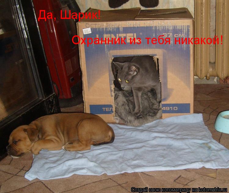 Котоматрица: Да, Шарик! Охранник из тебя никакой!