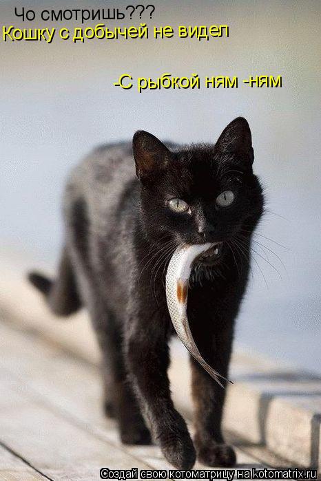 Котоматрица: Чо смотришь??? Кошку с добычей не видел -С рыбкой ням -ням
