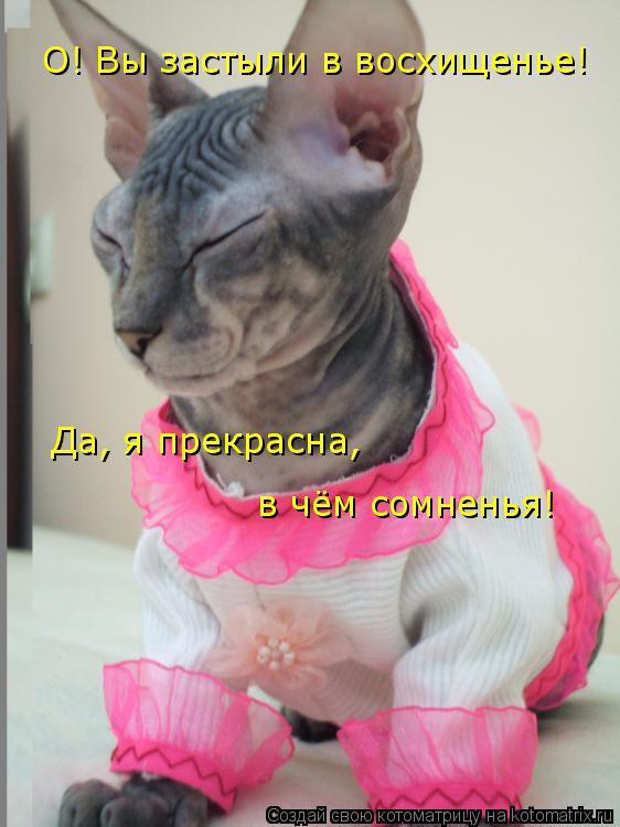 О! Вы застыли в восхищенье! Да, я прекрасна, в чём сомненья!... Котоматрица: О! Вы застыли в восхищенье! Да, я прекрасна, в чём сомненья!
