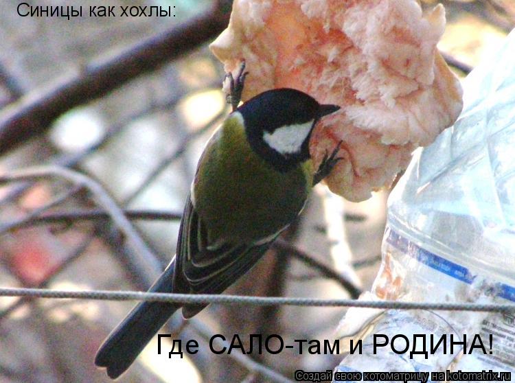 Котоматрица: Синицы как хохлы: Где САЛО-там и РОДИНА!