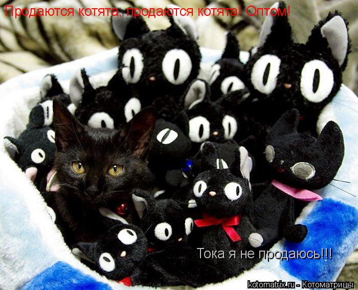 Продаются котята, продаются котята! Оптом! Тока я не продаюсь!!!... Котоматрица: Продаются котята, продаются котята! Оптом! Тока я не продаюсь!!!