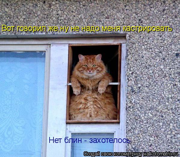 Котоматрица: Вот говорил же,ну не надо меня кастрировать Нет блин - захотелось