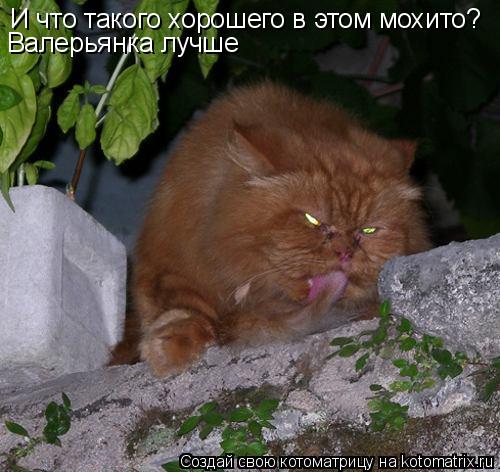 Котоматрица: И что такого хорошего в этом мохито? Валерьянка лучше