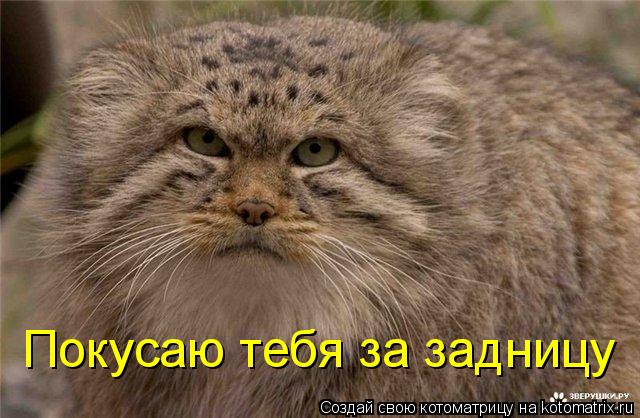 Покусаю тебя за задницу... Котоматрица: Покусаю тебя за задницу