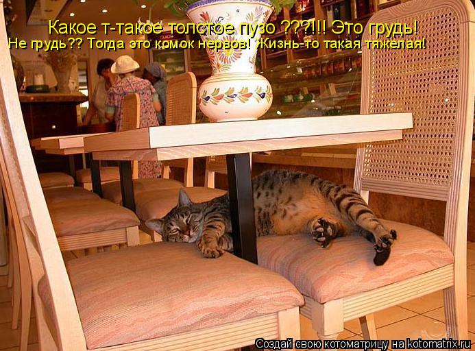 Котоматрица: Какое т-такое толстое пузо ???!!! Это грудь! Не грудь?? Тогда это комок нервов! Жизнь-то такая тяжелая!