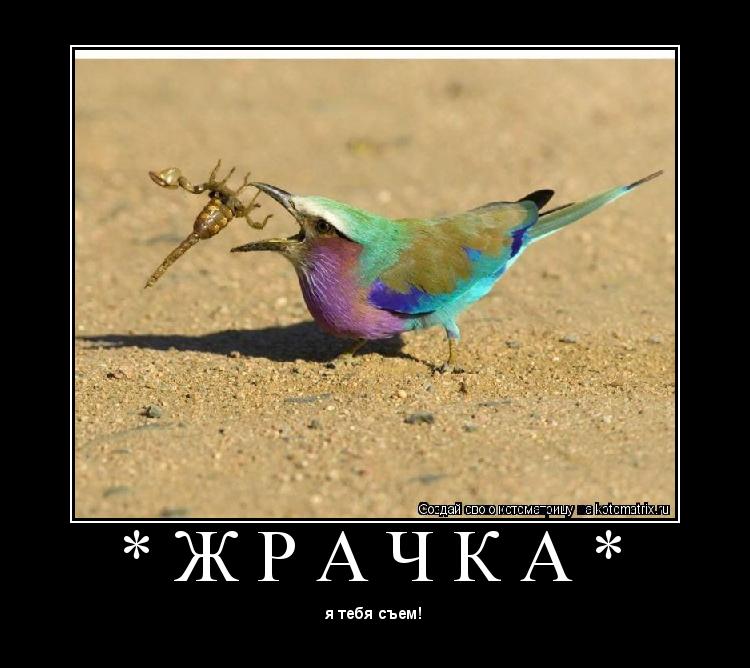 Котоматрица: * Ж Р А Ч К А * 