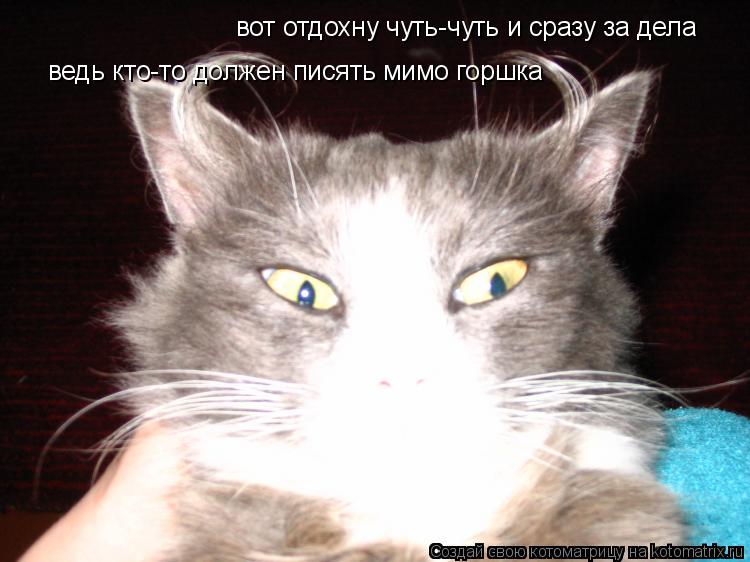 вот отдохну чуть-чуть и сразу за дела ведь кто-то должен писять мимо горшка... Котоматрица: вот отдохну чуть-чуть и сразу за дела ведь кто-то должен писять мимо горшка