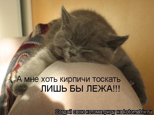 А мне хоть кирпичи тоскать ЛИШЬ БЫ ЛЕЖА!!!... Котоматрица: А мне хоть кирпичи тоскать ЛИШЬ БЫ ЛЕЖА!!!