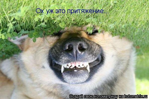Котоматрица: Ох уж это притяжение...