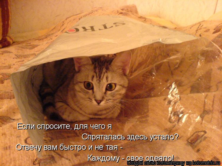 Котоматрица: Если спросите, для чего я  Спряталась здесь устало? Отвечу вам быстро и не тая -  Каждому - свое одеяло!